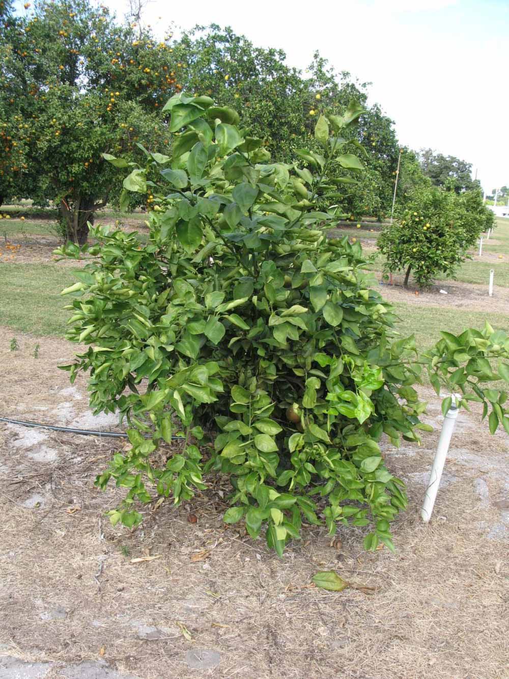            Habit (Itaborai, Winter Haven, FL)   